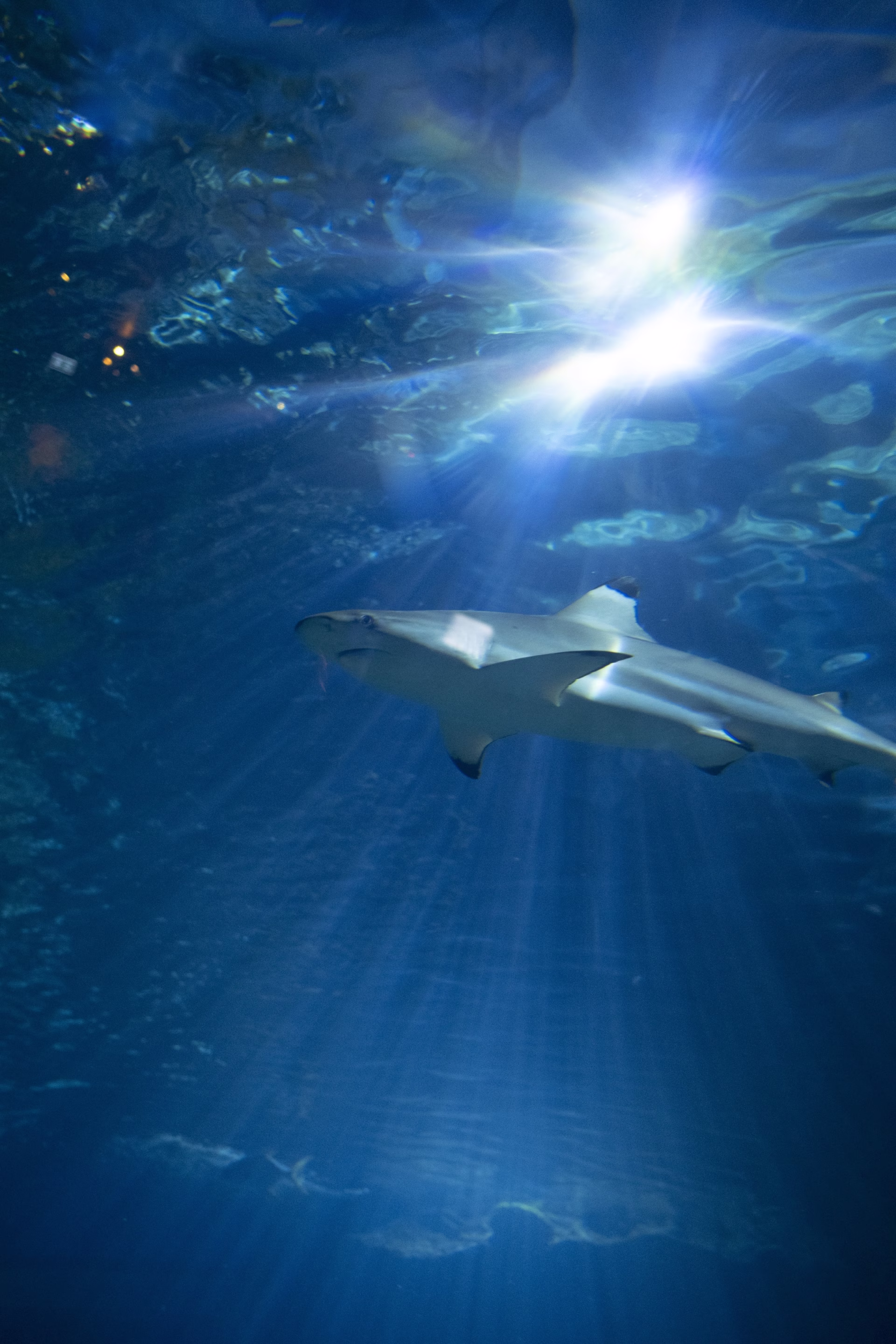 shark-tank (Custom)